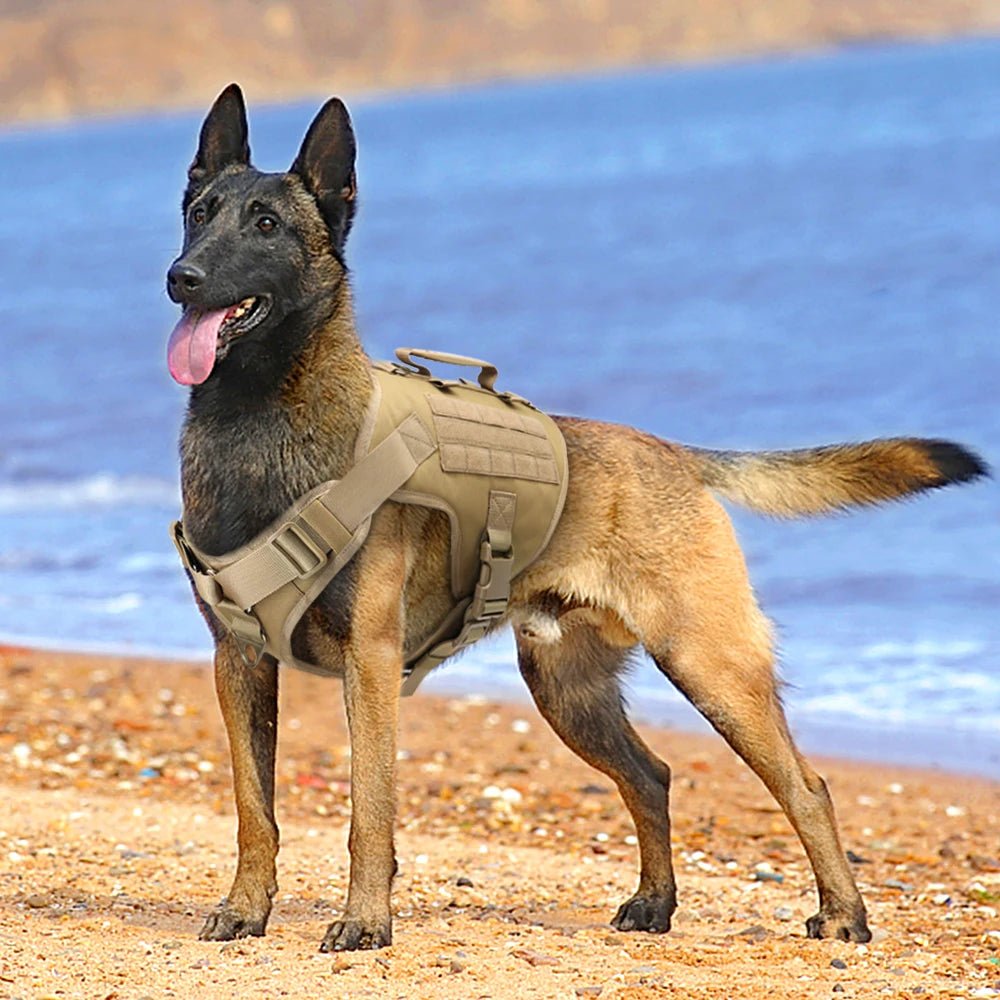 Harnais Militaire prenium pour Chien ⭐⭐⭐⭐⭐ - maboutiqueanimaux.fr