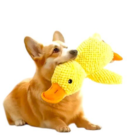 Peluche canard pour chien ⭐⭐⭐⭐⭐ - maboutiqueanimaux.fr
