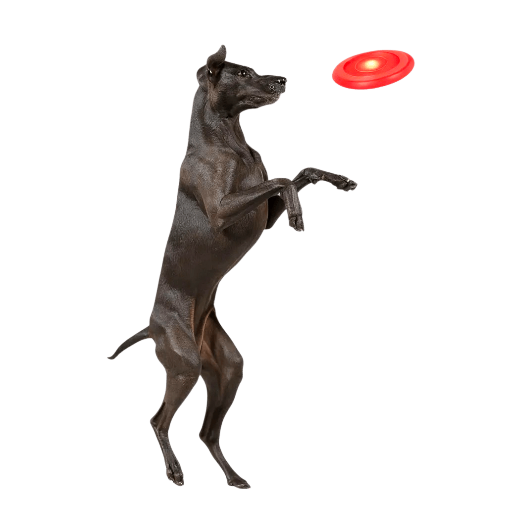 Frisbee Lumineux pour Chien – Jouez sans limites, même la nuit ⭐⭐⭐⭐⭐ - maboutiqueanimaux.fr