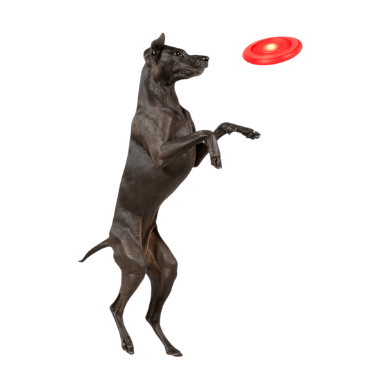 Frisbee Lumineux pour Chien – Jouez sans limites, même la nuit ⭐⭐⭐⭐⭐ - maboutiqueanimaux.fr