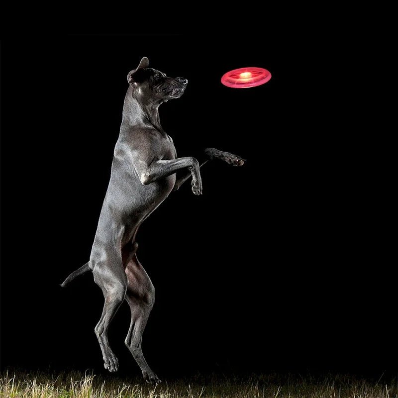 Frisbee Lumineux pour Chien – Jouez sans limites, même la nuit ⭐⭐⭐⭐⭐ - maboutiqueanimaux.fr